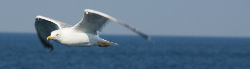 moewe-banner